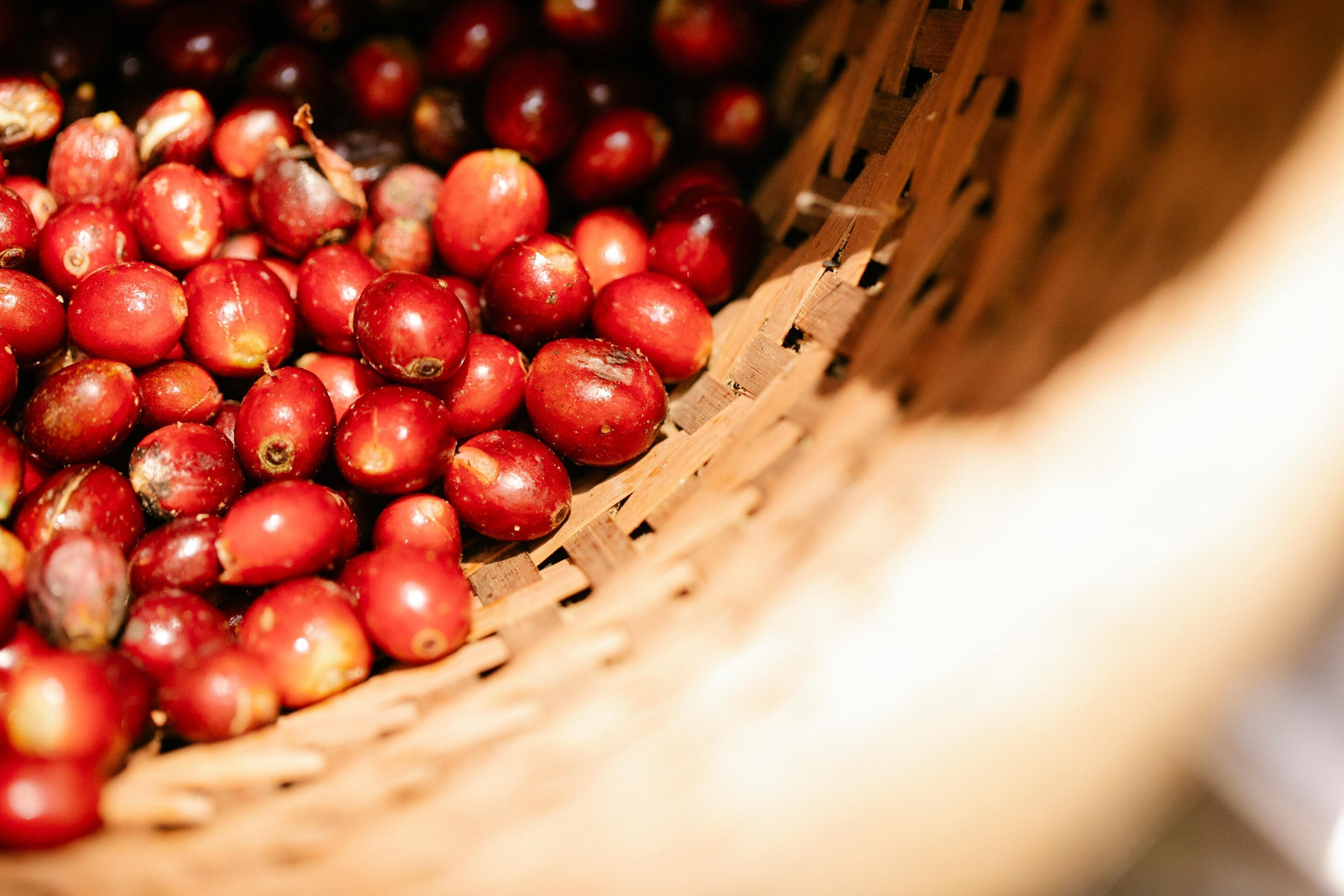 From above ripe fragrant coffee cherries heaped in wicker basket during harvesting season in sunny plantation